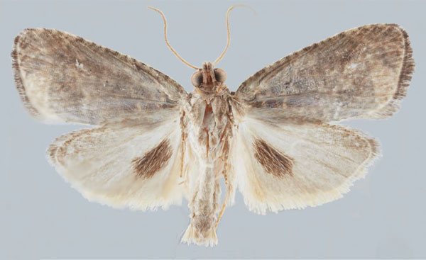 /filer/webapps/moths/media/images/S/scabellana_Gibbalaria_AM_USNMa.jpg