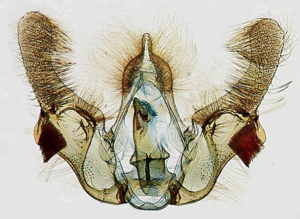 /filer/webapps/moths/media/images/S/scabellana_Gibbalaria_GM_USNM.jpg