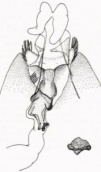 /filer/webapps/moths/media/images/S/scabellana_Sericoris_GFHT_SNHM.jpg