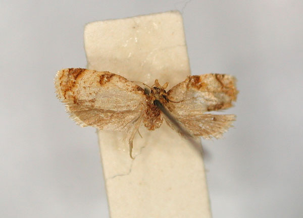 /filer/webapps/moths/media/images/S/scaedoxa_Clepsis_LT_RMCA_01.jpg