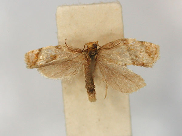 /filer/webapps/moths/media/images/S/scaedoxa_Clepsis_PLT3_RMCA_01.jpg