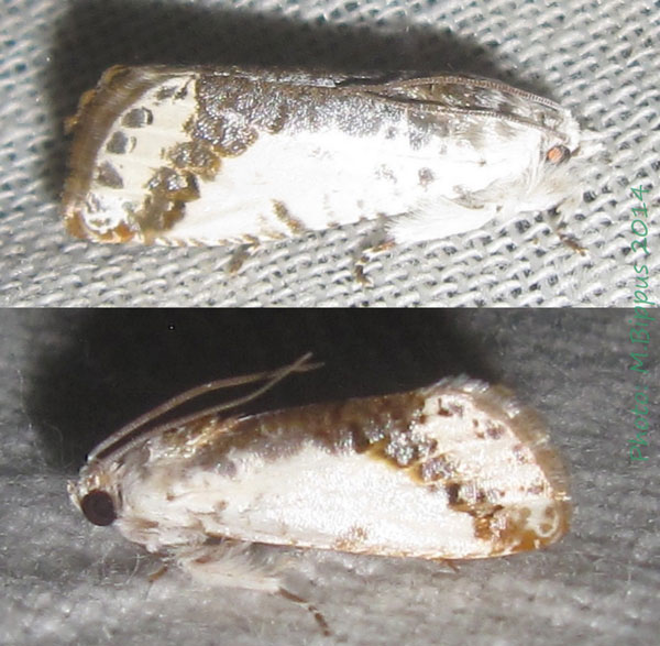 /filer/webapps/moths/media/images/S/scalifera_Trymalitis_A_Bippus.jpg