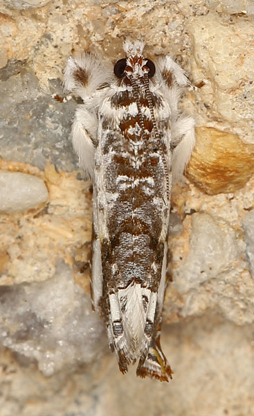 /filer/webapps/moths/media/images/S/scalifera_Trymalitis_A_Heynsa.jpg