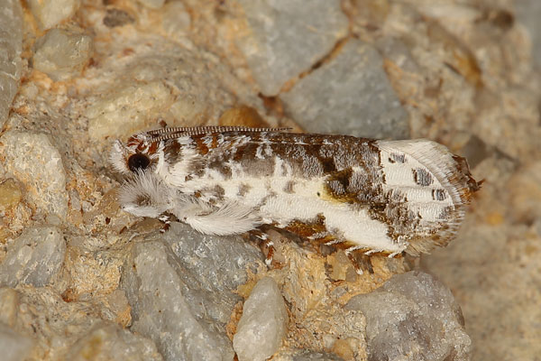 /filer/webapps/moths/media/images/S/scalifera_Trymalitis_A_Heynsb.jpg