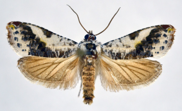 /filer/webapps/moths/media/images/S/scalifera_Trymalitis_A_NHMO.jpg