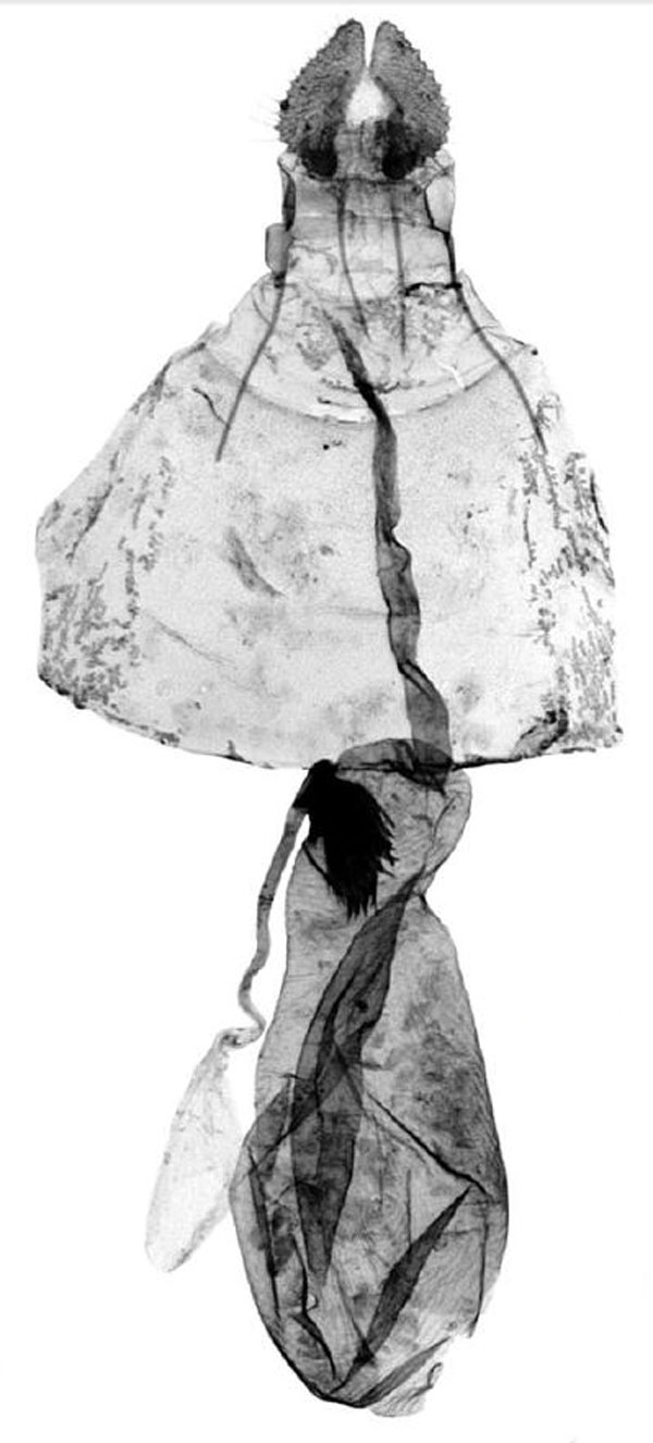 /filer/webapps/moths/media/images/S/scalifera_Trymalitis_GF_TMSA_16407.jpg
