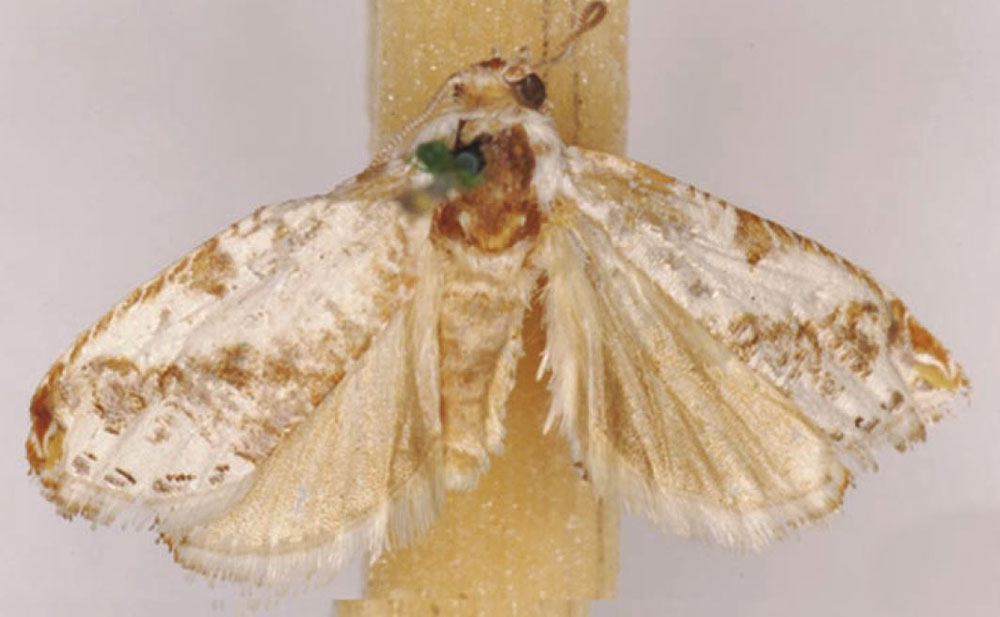 /filer/webapps/moths/media/images/S/scalifera_Trymalitis_HT_SAMC.jpg