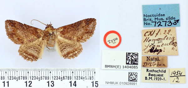 /filer/webapps/moths/media/images/S/scandulata_Homoptera_HT_BMNH.jpg