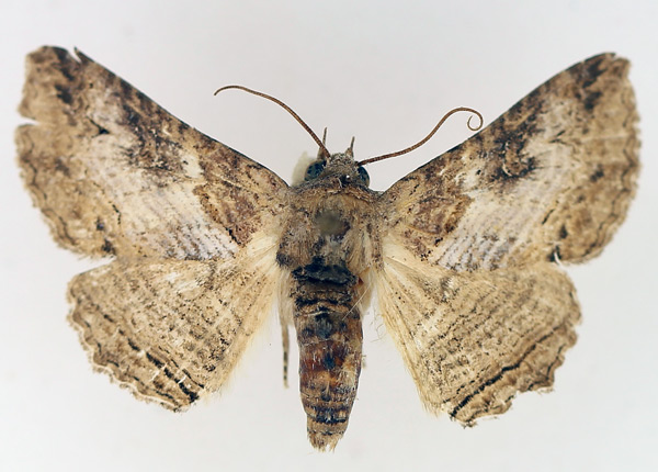 /filer/webapps/moths/media/images/S/scandulata_Pericyma_AF_TMSA_02.jpg