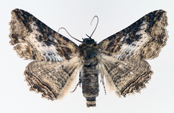 /filer/webapps/moths/media/images/S/scandulata_Pericyma_AM_TMSA_01.jpg