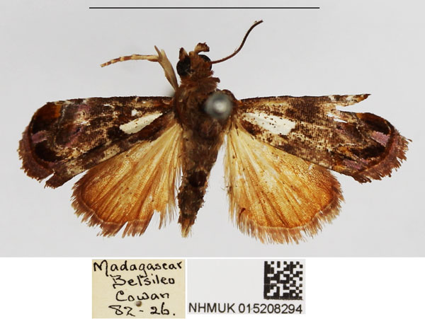 /filer/webapps/moths/media/images/S/scapha_Maliattha_AF_NHMUK.jpg
