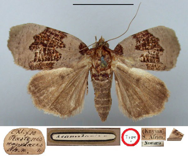 /filer/webapps/moths/media/images/S/scapularis_Plastenis_HT_BMNH.jpg