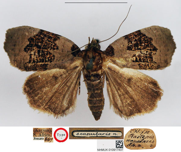 /filer/webapps/moths/media/images/S/scapularis_Plastenis_HT_NHMUK.jpg
