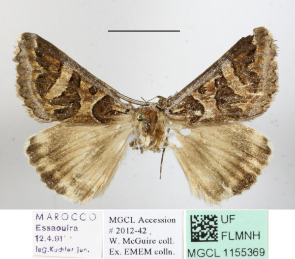 /filer/webapps/moths/media/images/S/scapulosa_Cerocala_A_MGCLa_02.JPG