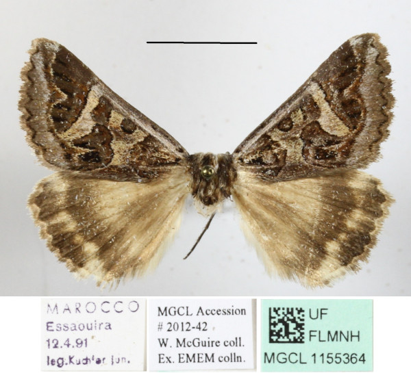 /filer/webapps/moths/media/images/S/scapulosa_Cerocala_A_MGCLa_03..JPG