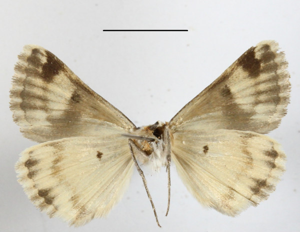/filer/webapps/moths/media/images/S/scapulosa_Cerocala_A_MGCLb_01.JPG