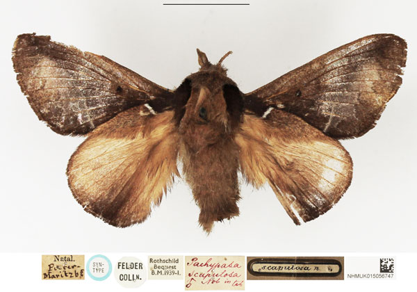 /filer/webapps/moths/media/images/S/scapulosa_Pachypasa_STM_NHMUK.jpg