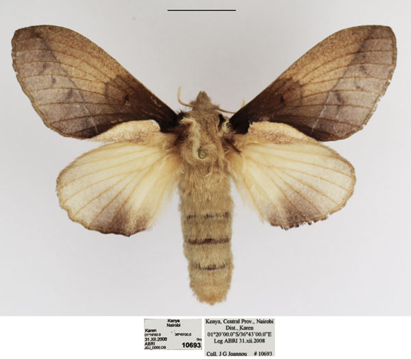 /filer/webapps/moths/media/images/S/scapulosa_Stoermeriana_AF_TMSA.jpg