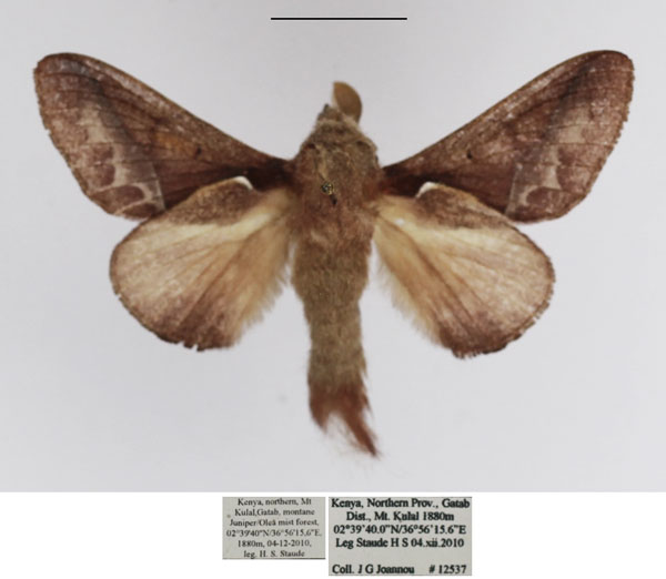 /filer/webapps/moths/media/images/S/scapulosa_Stoermeriana_AM_TMSA.jpg