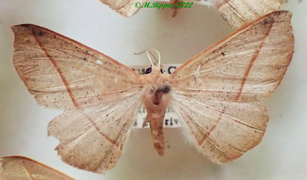 /filer/webapps/moths/media/images/S/scardamyctes_Psilocerea_AF_PZBT.jpg