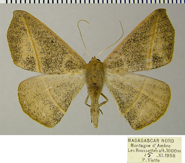 /filer/webapps/moths/media/images/S/scardamyctes_Psilocerea_AF_ZSM.jpg