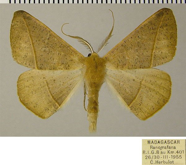 /filer/webapps/moths/media/images/S/scardamyctes_Psilocerea_AM_ZSMa.jpg