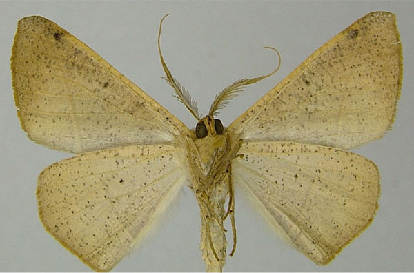 /filer/webapps/moths/media/images/S/scardamyctes_Psilocerea_AM_ZSMb.jpg