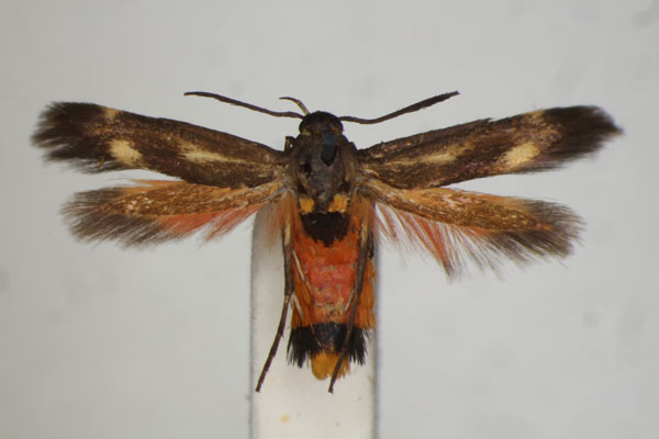 /filer/webapps/moths/media/images/S/scatospila_Eretmocera_A_BMNH.jpg