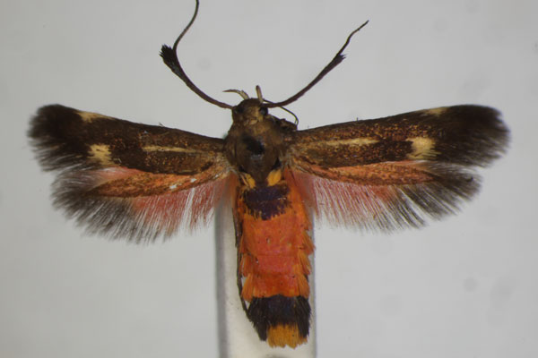 /filer/webapps/moths/media/images/S/scatospila_Eretmocera_A_BMNH_02.jpg