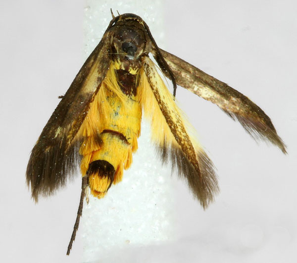 /filer/webapps/moths/media/images/S/scatospila_Eretmocera_A_ZMHB.jpg