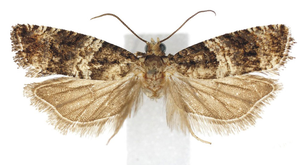 /filer/webapps/moths/media/images/S/scenica_Gypsonoma_AM_ISEA_01.jpg