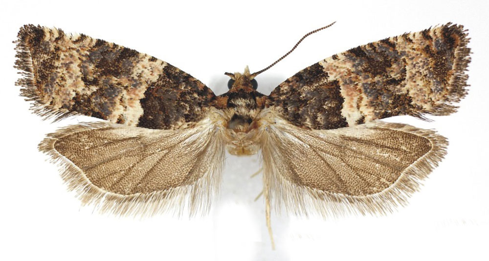 /filer/webapps/moths/media/images/S/scenica_Gypsonoma_AM_ISEA_02.jpg