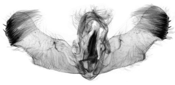 /filer/webapps/moths/media/images/S/scenica_Gypsonoma_GM_ISEA_35140.jpg