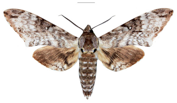 /filer/webapps/moths/media/images/S/schaarschmidti_Macropoliana_HT_EMEM.jpg