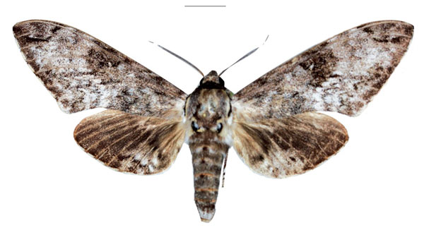 /filer/webapps/moths/media/images/S/schaarschmidti_Macropoliana_PTF_EMEM.jpg
