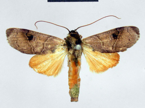 /filer/webapps/moths/media/images/S/schaeferi_Aiteta_HT_ZMHB.jpg