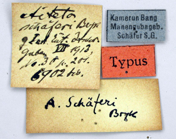 /filer/webapps/moths/media/images/S/schaeferi_Aiteta_HT_ZMHBl.jpg