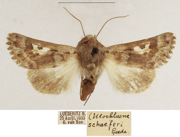 /filer/webapps/moths/media/images/S/schaeferi_Ulochlaena_AF_TMSA_01.jpg