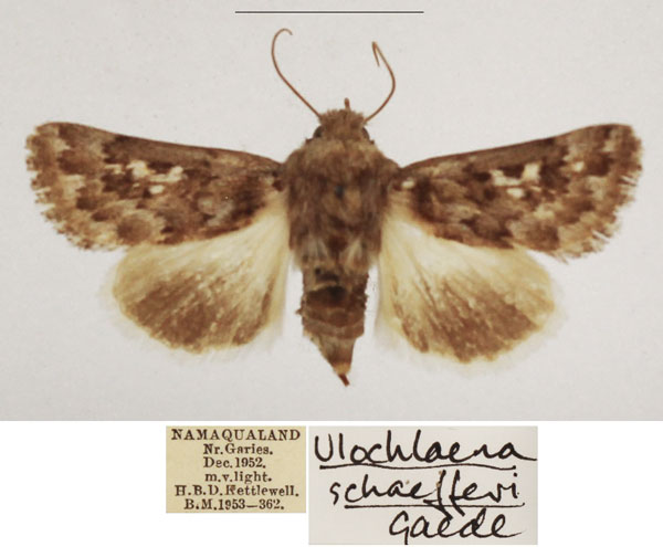 /filer/webapps/moths/media/images/S/schaeferi_Ulochlaena_AF_TMSA_02.jpg