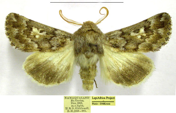 /filer/webapps/moths/media/images/S/schaeferi_Ulochlaena_AM_TMSA.jpg