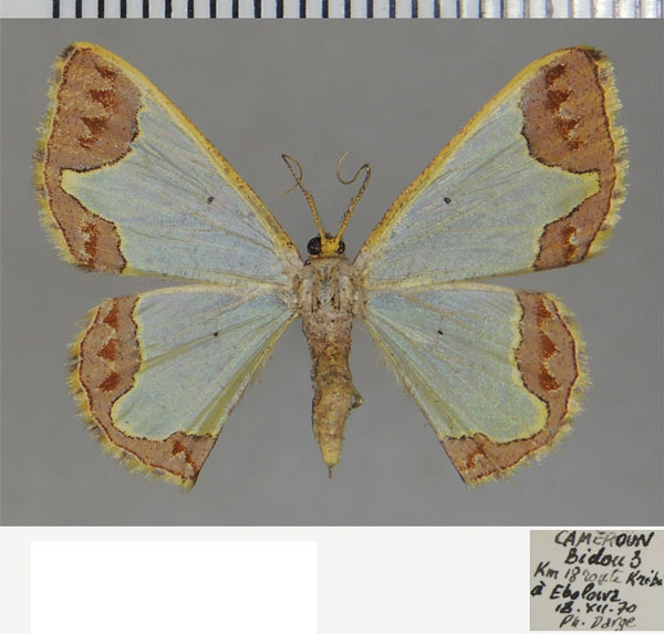 /filer/webapps/moths/media/images/S/schalida_Zamarada_AF_ZSM.jpg