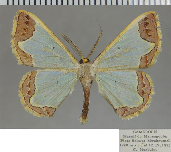 /filer/webapps/moths/media/images/S/schalida_Zamarada_AM_ZSM.jpg