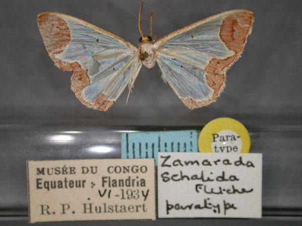 /filer/webapps/moths/media/images/S/schalida_Zamarada_PT_RMCA_01.jpg