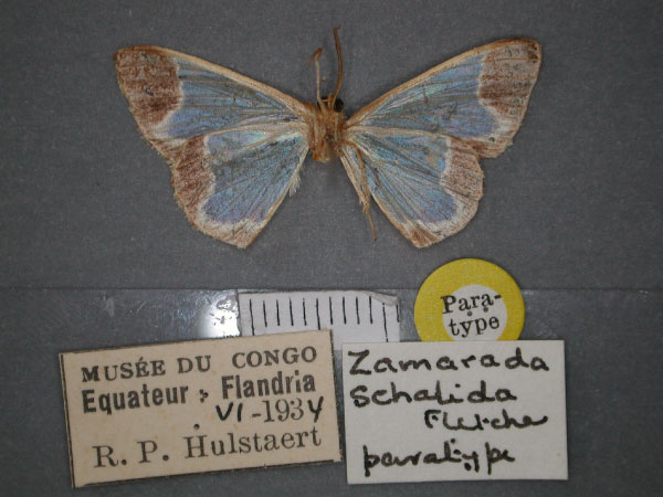 /filer/webapps/moths/media/images/S/schalida_Zamarada_PT_RMCA_02.jpg