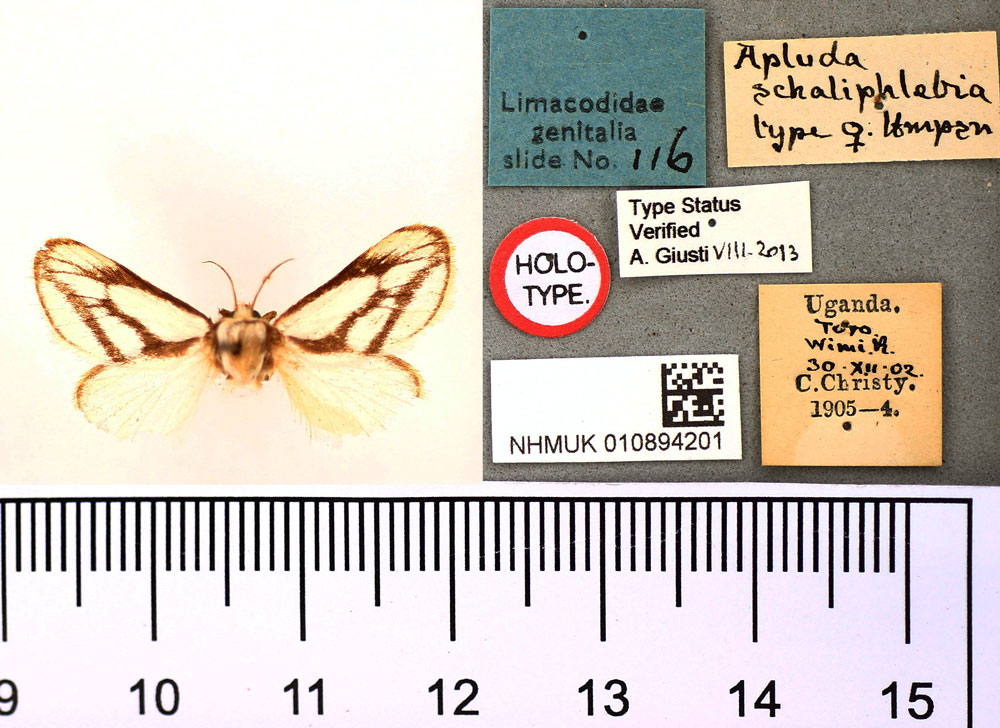 /filer/webapps/moths/media/images/S/schaliphlebia_Apluda_HT_BMNH.jpg