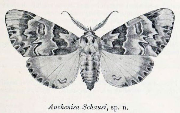 /filer/webapps/moths/media/images/S/schausi_Auchenisa_HT_CMP_fig.jpg