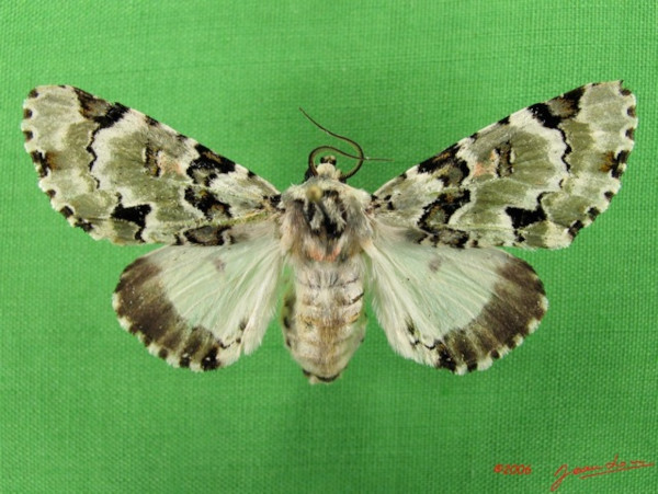 /filer/webapps/moths/media/images/S/schausi_Thiacidas_AF_Alberta_02.jpg