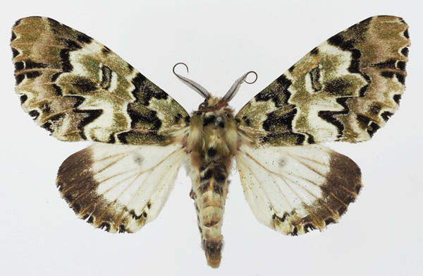 /filer/webapps/moths/media/images/S/schausi_Thiacidas_AF_Basquin.jpg