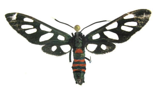 /filer/webapps/moths/media/images/S/schellhorni_Amata_HT_Schellhorn.jpg