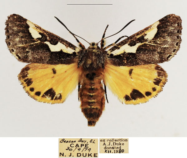 /filer/webapps/moths/media/images/S/schencki_Syfanoidea_AF_TMSA_01.jpg